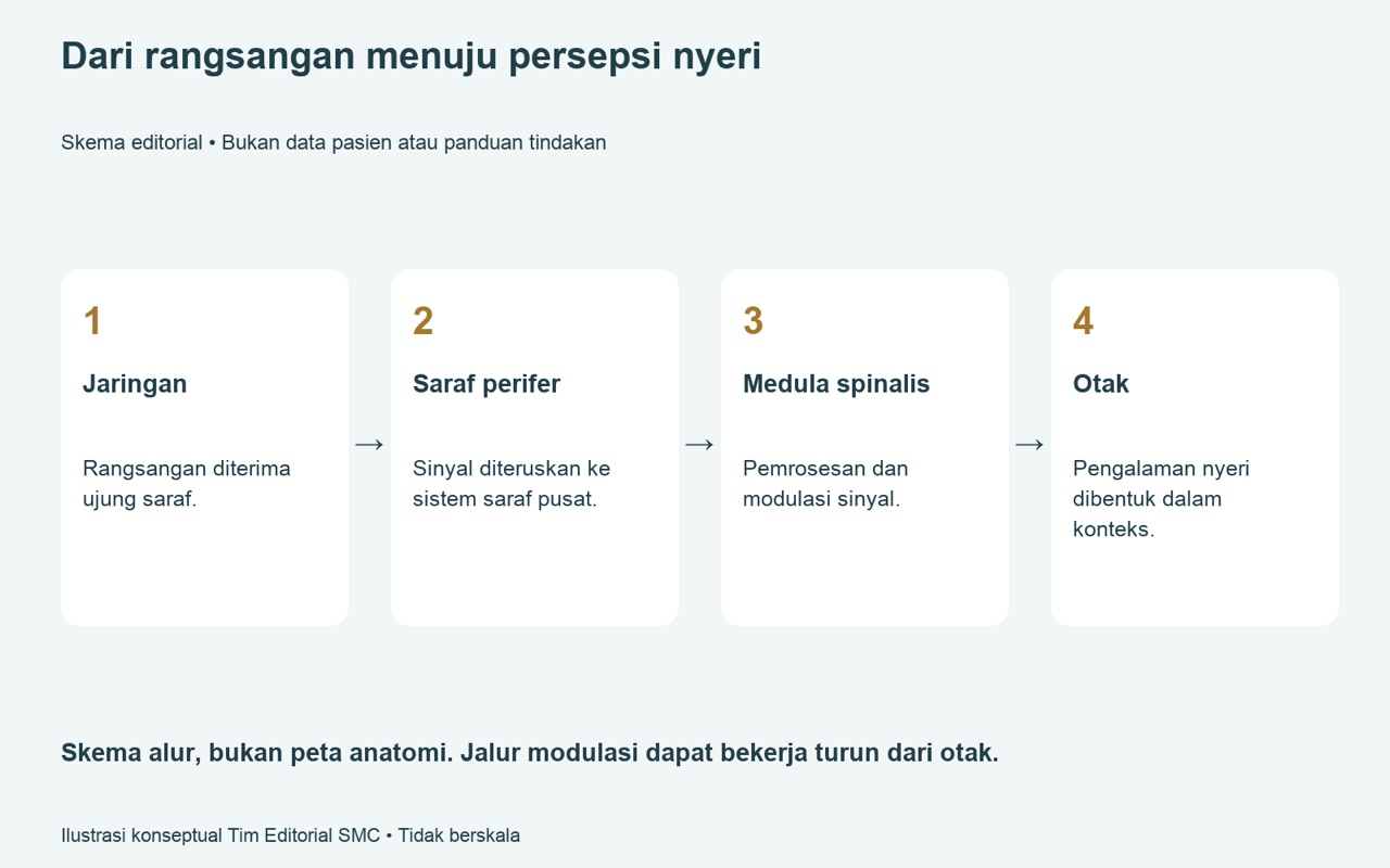 Bagaimana Rangsangan Jarum Berkaitan dengan Sistem Nyeri