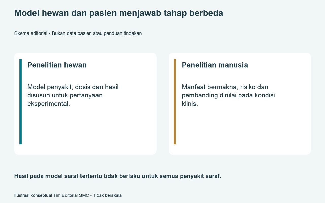 SVF untuk masalah saraf — membedakan studi hewan dan hasil klinis