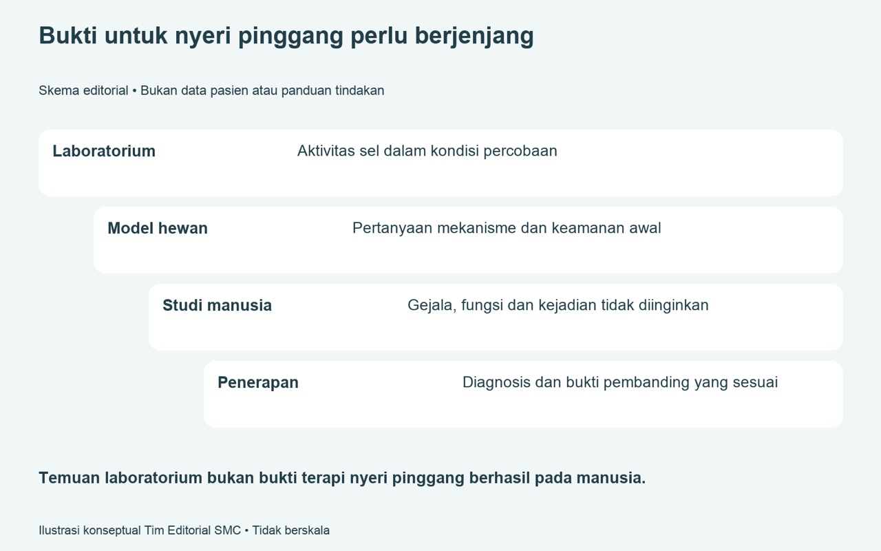 SVF untuk nyeri pinggang — apakah bukti manusia sudah memadai
