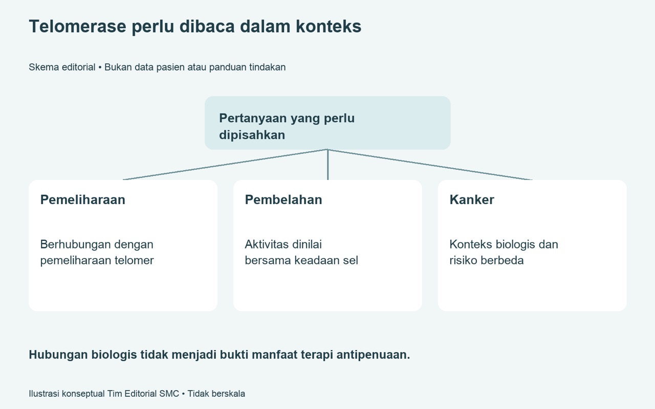 Telomerase penuaan dan kanker — mengapa kesimpulannya tidak sederhana