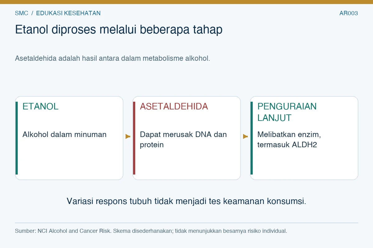 Skema metabolisme etanol menjadi asetaldehida, kemudian penguraian lanjutan yang melibatkan enzim.